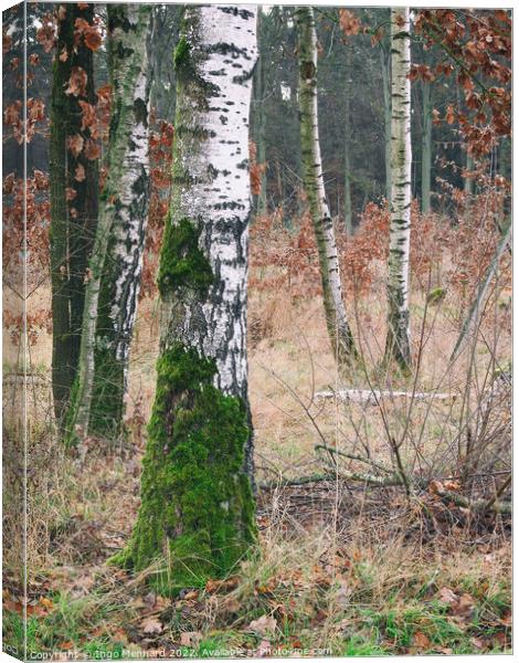 Vertical shot of birch trees in the forest Canvas Print by Ingo Menhard