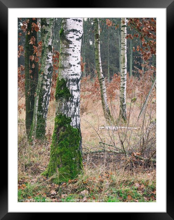 Vertical shot of birch trees in the forest Framed Mounted Print by Ingo Menhard