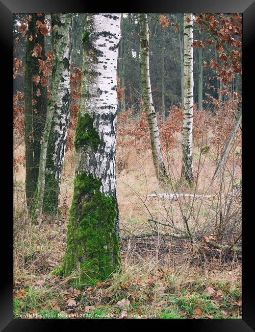 Vertical shot of birch trees in the forest Framed Print by Ingo Menhard