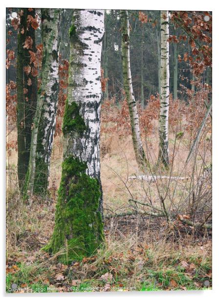 Vertical shot of birch trees in the forest Acrylic by Ingo Menhard