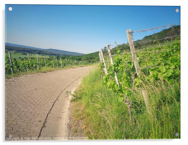 Beautiful shot of the vineyard Acrylic by Ingo Menhard