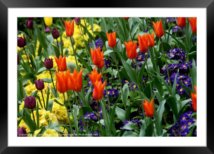 Vivid Springtime Floral Symphony Framed Mounted Print by Carnegie 42