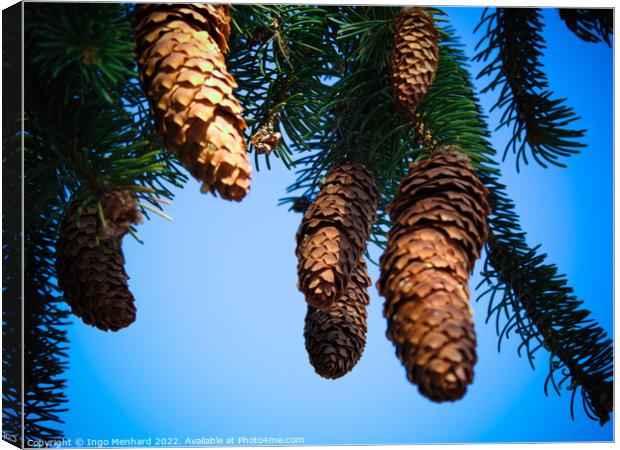Closeup shot of brown pine cones on a blue background Canvas Print by Ingo Menhard