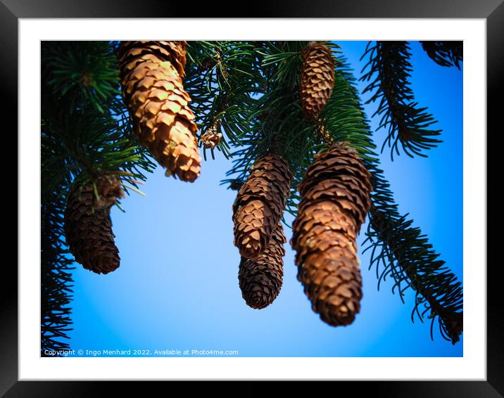 Closeup shot of brown pine cones on a blue background Framed Mounted Print by Ingo Menhard