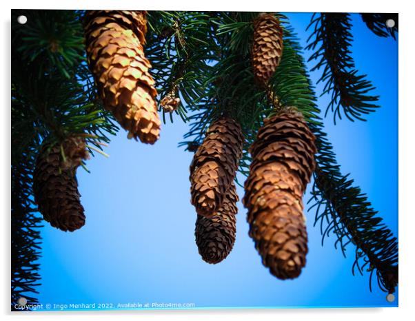 Closeup shot of brown pine cones on a blue background Acrylic by Ingo Menhard