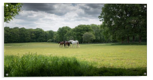 Horses in a Green Field, West Sussex Acrylic by Mark Jones
