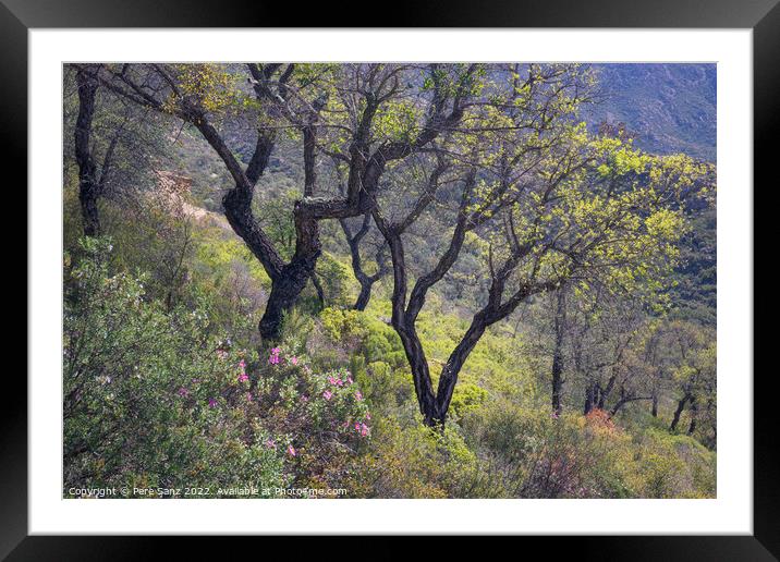 Cork Oak Tree Forest Framed Mounted Print by Pere Sanz