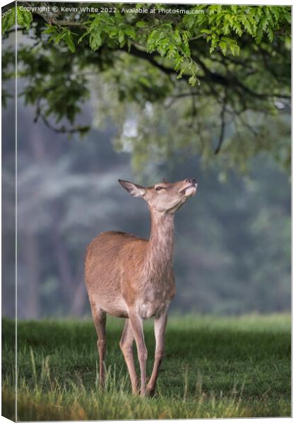 Leaves Just out of reach for this young deer Canvas Print by Kevin White
