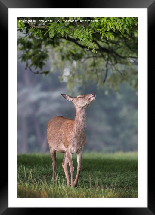 Leaves Just out of reach for this young deer Framed Mounted Print by Kevin White