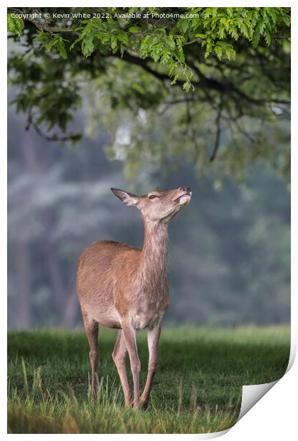 Leaves Just out of reach for this young deer Print by Kevin White