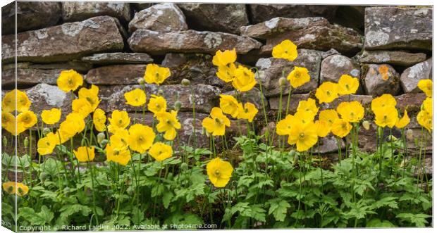 Yellow Welsh Poppies Canvas Print by Richard Laidler