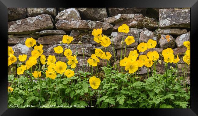 Yellow Welsh Poppies Framed Print by Richard Laidler