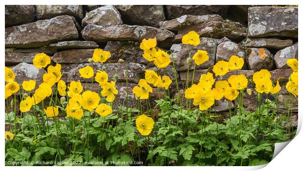 Yellow Welsh Poppies Print by Richard Laidler