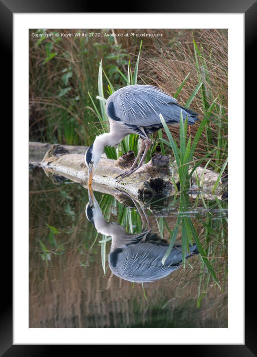 Grey heron looking at reflection Framed Mounted Print by Kevin White