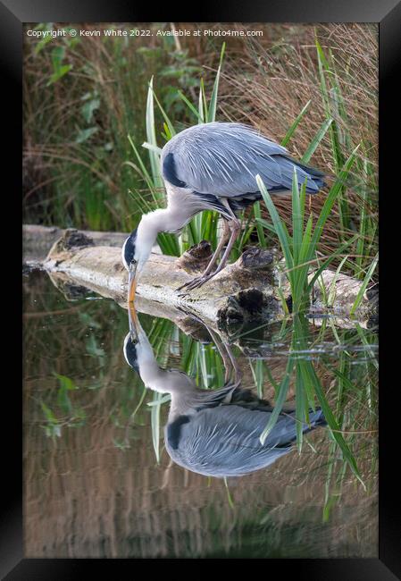 Grey heron looking at reflection Framed Print by Kevin White