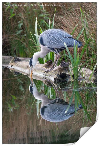 Grey heron looking at reflection Print by Kevin White