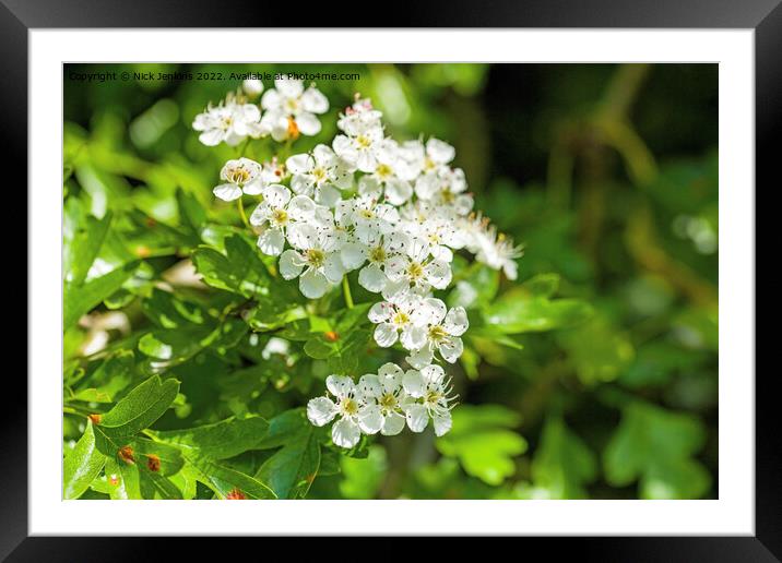 Hawthorn Blossom Crataegus monogyna in May Framed Mounted Print by Nick Jenkins