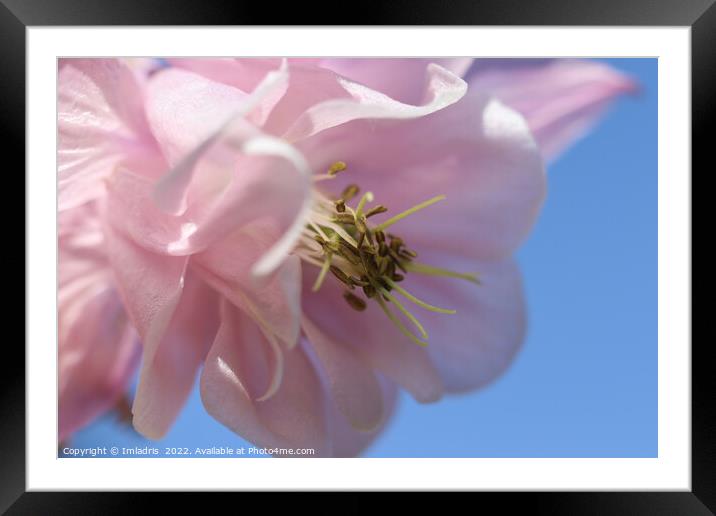 Pale Pink Aquilegia Flower Framed Mounted Print by Imladris 