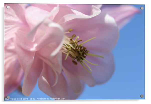 Pale Pink Aquilegia Flower Acrylic by Imladris 