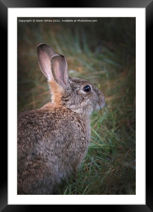 Portrait of a wild rabbit Framed Mounted Print by Kevin White