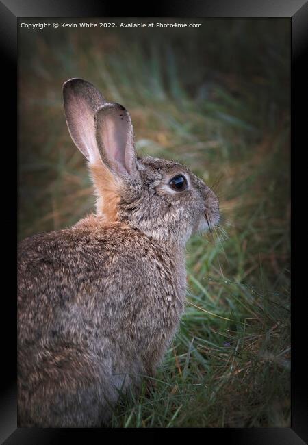 Portrait of a wild rabbit Framed Print by Kevin White