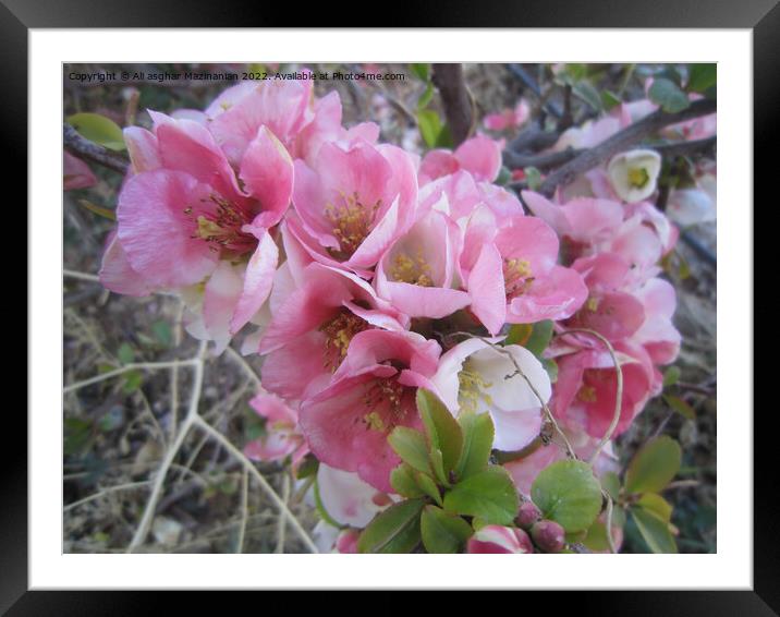Peach blossoms Framed Mounted Print by Ali asghar Mazinanian