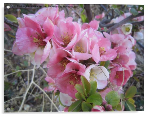 Peach blossoms Acrylic by Ali asghar Mazinanian