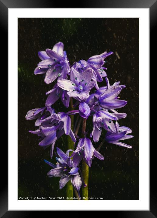 Enchanted Rain-Kissed Bluebell Framed Mounted Print by Norbert David