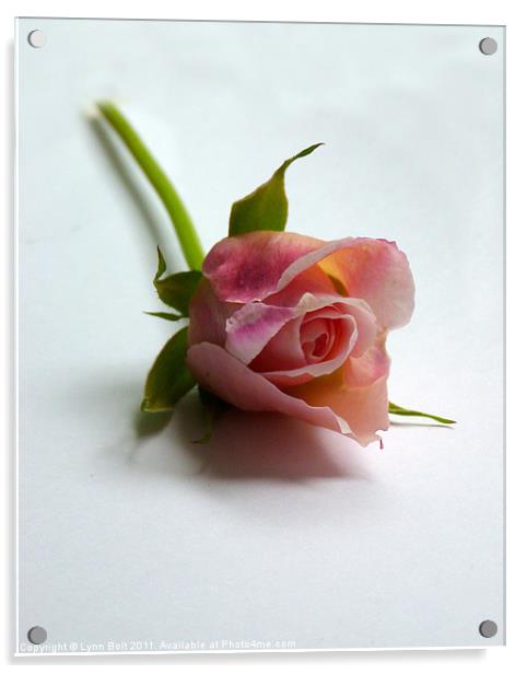 To A Rose Acrylic by Lynn Bolt