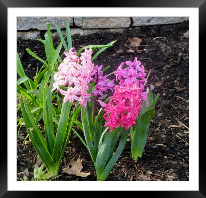 Pink hyacinths Framed Mounted Print by Stephanie Moore