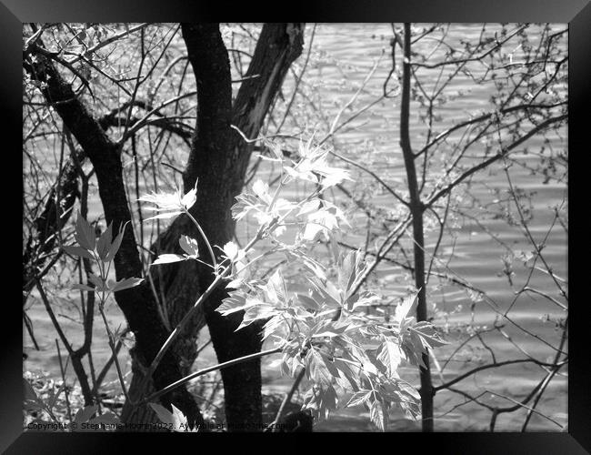New Growth in black and white Framed Print by Stephanie Moore