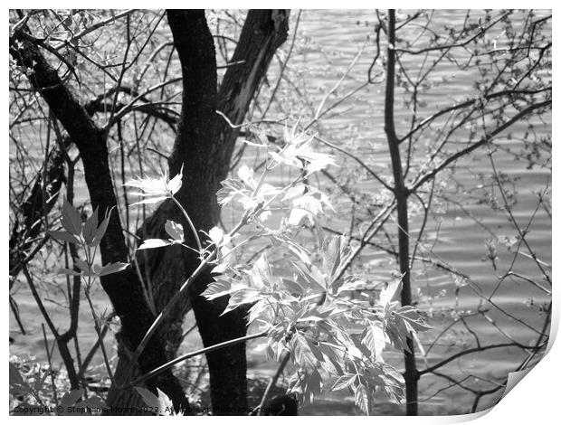 New Growth in black and white Print by Stephanie Moore