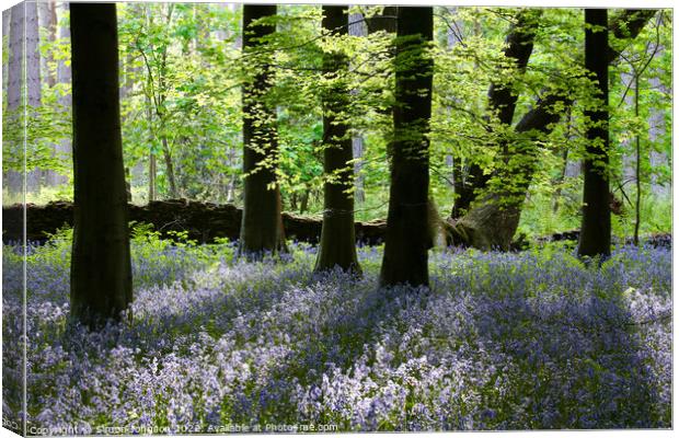 sunlit bluebells Canvas Print by Simon Johnson