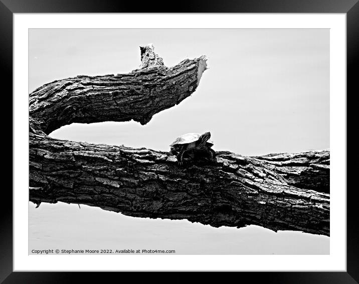 Turtle on a branch Framed Mounted Print by Stephanie Moore
