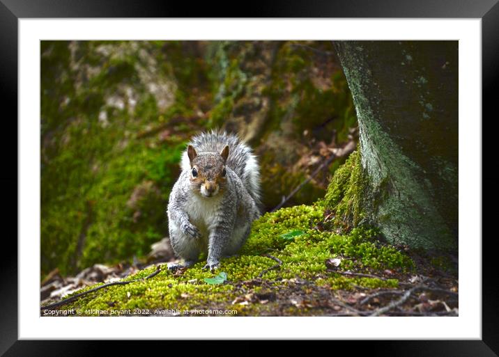 A curious grey squirrel under a tree clacton Framed Mounted Print by Michael bryant Tiptopimage