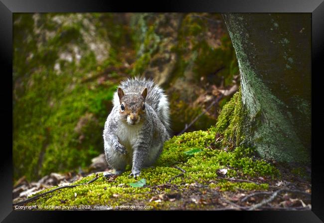 A curious grey squirrel under a tree clacton Framed Print by Michael bryant Tiptopimage