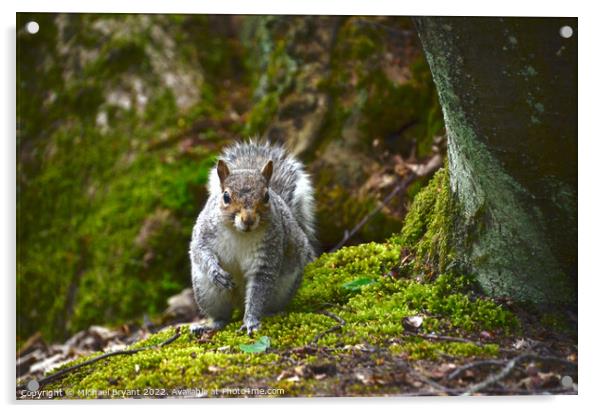 A curious grey squirrel under a tree clacton Acrylic by Michael bryant Tiptopimage