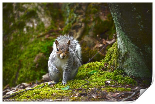 A curious grey squirrel under a tree clacton Print by Michael bryant Tiptopimage