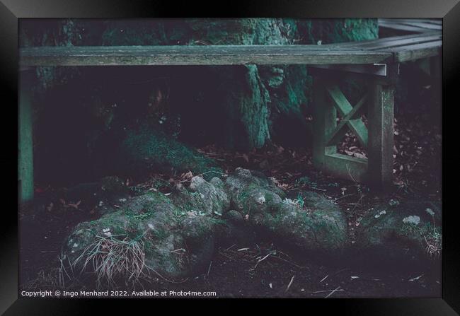 Closeup shot of tree root Framed Print by Ingo Menhard