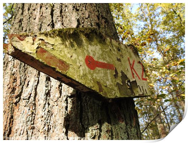Low angle view of an old and weathered sign on the trunk of the tree pointing to the left Print by Ingo Menhard