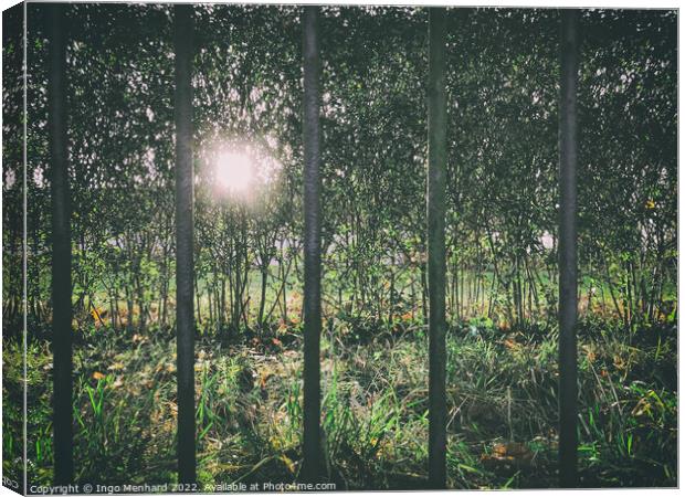 Sun shining through dense forest trees seen from a metal fence bar openings Canvas Print by Ingo Menhard