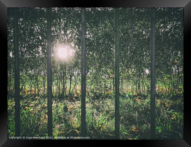 Sun shining through dense forest trees seen from a metal fence bar openings Framed Print by Ingo Menhard