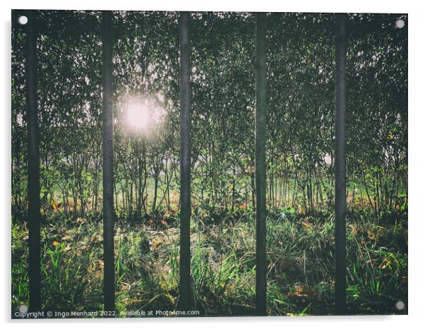 Sun shining through dense forest trees seen from a metal fence bar openings Acrylic by Ingo Menhard