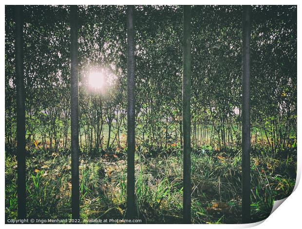 Sun shining through dense forest trees seen from a metal fence bar openings Print by Ingo Menhard