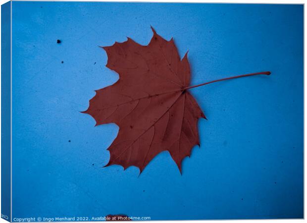 A top view of a dry brown leaf on a blue surface Canvas Print by Ingo Menhard