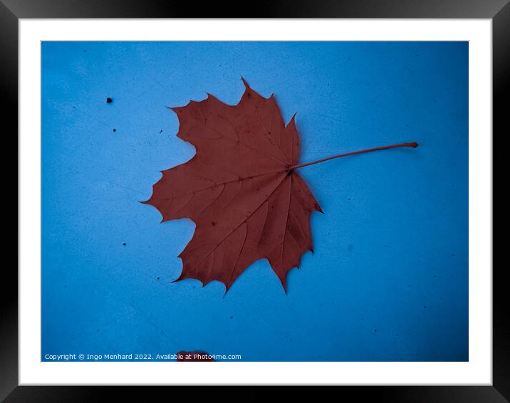 A top view of a dry brown leaf on a blue surface Framed Mounted Print by Ingo Menhard
