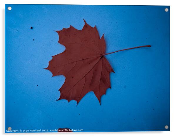 A top view of a dry brown leaf on a blue surface Acrylic by Ingo Menhard