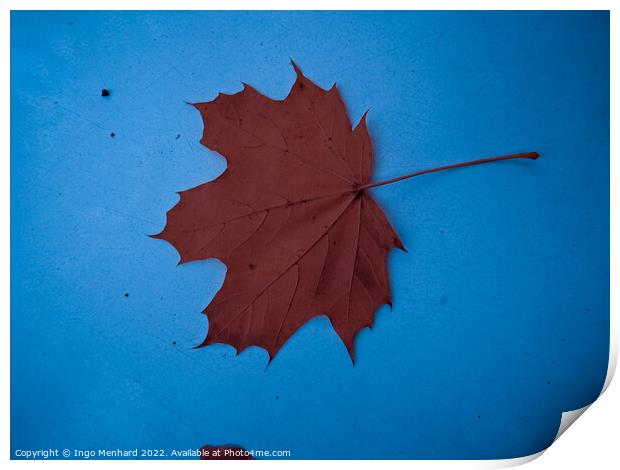 A top view of a dry brown leaf on a blue surface Print by Ingo Menhard