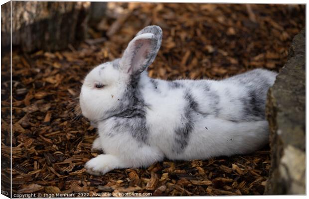 Selective focus shot of an adorable white rabbit resting on a ground of bark mulch Canvas Print by Ingo Menhard