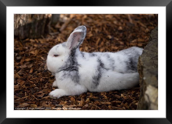 Selective focus shot of an adorable white rabbit resting on a ground of bark mulch Framed Mounted Print by Ingo Menhard